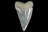 Fossil Mako Shark Tooth - South Carolina #142313-1